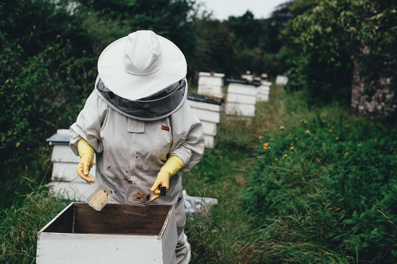 Imker in Schutzanzug arbeitet an geöffnetem Bienenstock